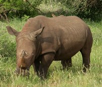 Rhino