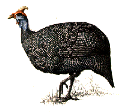 gfpic